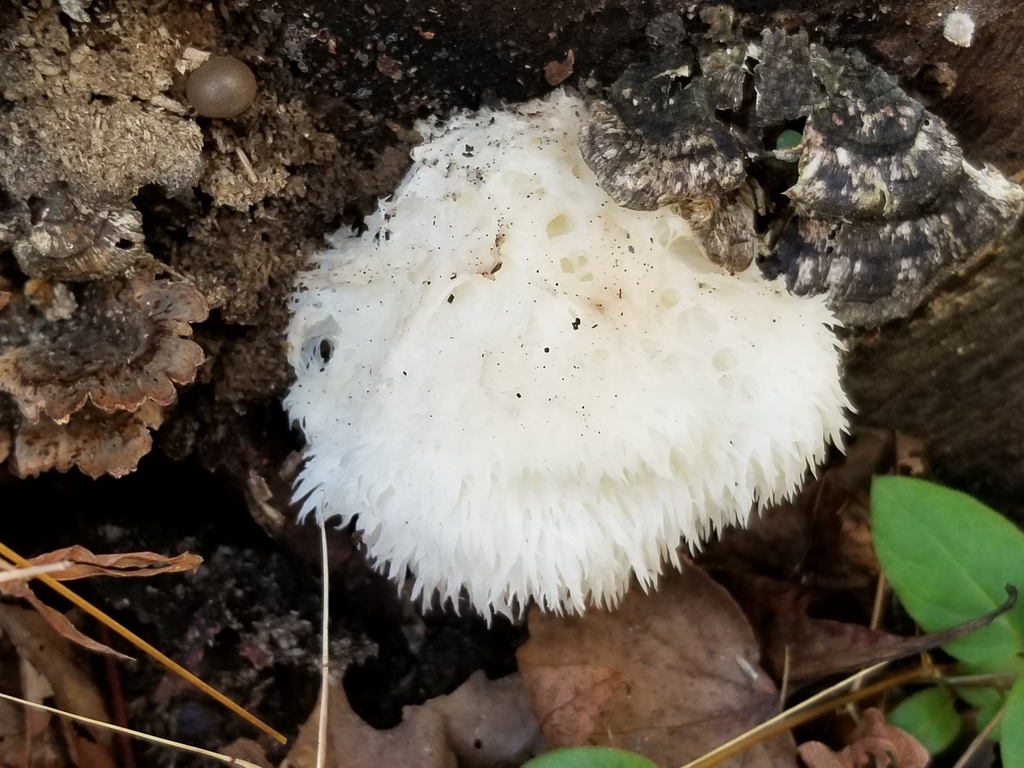lion'smane mushroom from Washington County, MD, USA on November 06