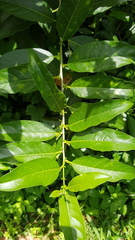 Cestrum laevigatum