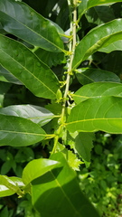 Cestrum laevigatum