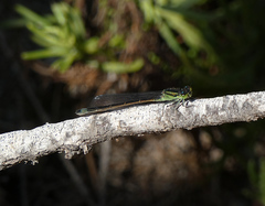 Ischnura saharensis