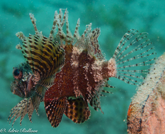 Dendrochirus hemprichi