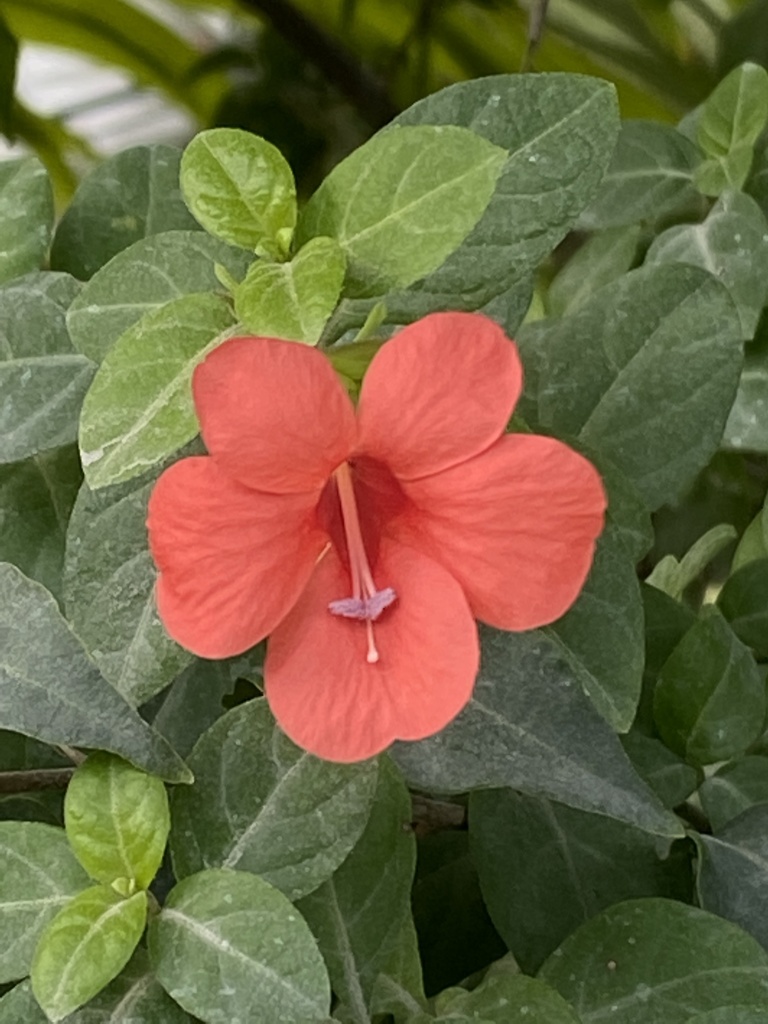 Barleria repens, North Eleuthera, BS