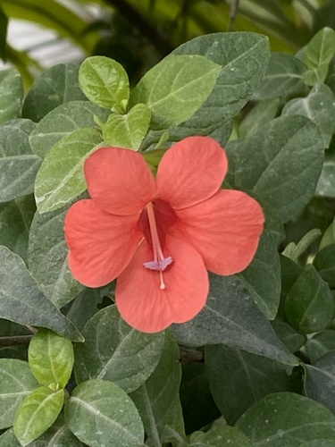 Barleria repens