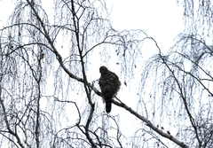 Accipiter gentilis