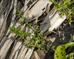 Galium bermudense