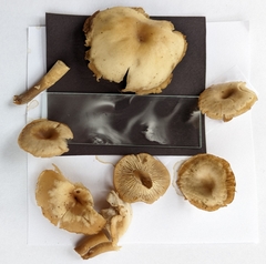 Pseudoomphalina compressipes