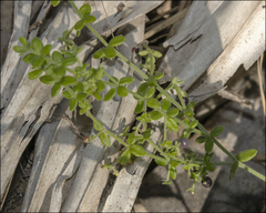 Galium bermudense