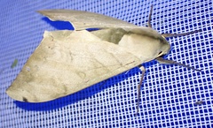 Pseudoclanis occidentalis