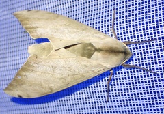 Pseudoclanis occidentalis