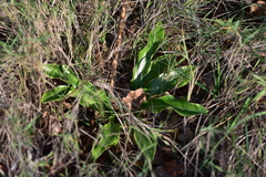 Lilium candidum