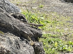 Sceloporus variabilis