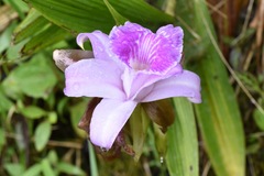 Sobralia rosea