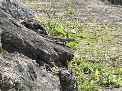 Sceloporus variabilis