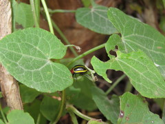 Desmogramma