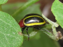 Desmogramma