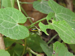 Desmogramma