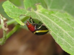 Desmogramma