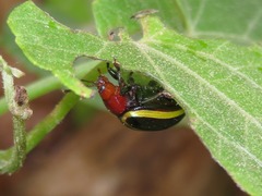 Desmogramma