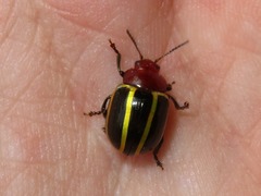 Desmogramma