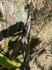 Sceloporus variabilis