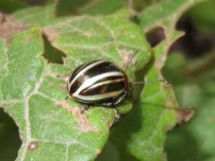 Desmogramma