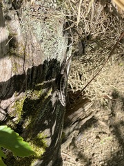 Sceloporus variabilis