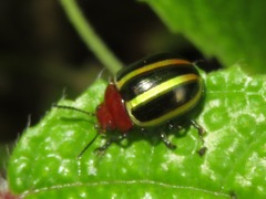 Desmogramma