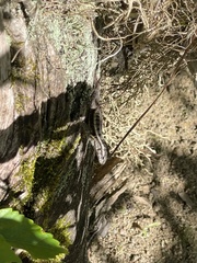 Sceloporus variabilis