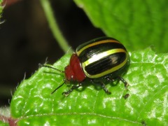 Desmogramma
