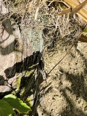 Sceloporus variabilis