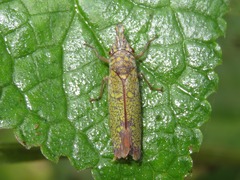 Ichthyobelus bellicosus