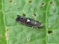 Diedrocephala