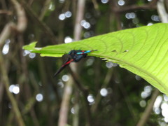 Ancyluris etias