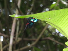 Ancyluris etias