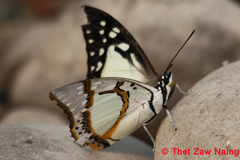 Polyura eudamippus