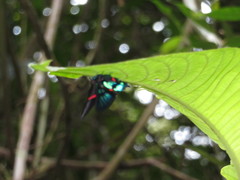 Ancyluris etias