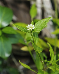 Alternanthera flavescens