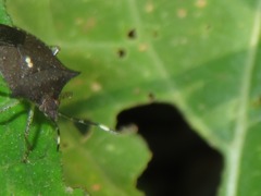 Euschistus carbonerus