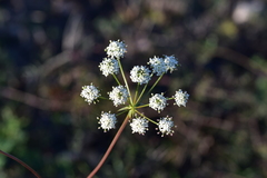 Peucedanum cervaria