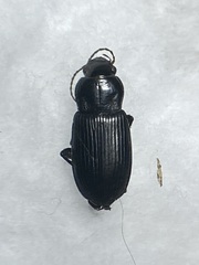 Anisodactylus similis