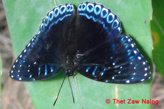 Stibochiona nicea nicea