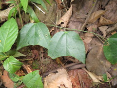 Passiflora candollei