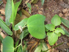 Passiflora candollei