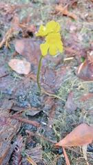 Utricularia inflata