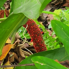 Anthurium plowmanii