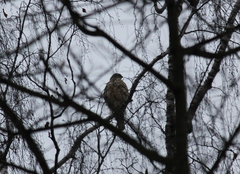 Accipiter gentilis