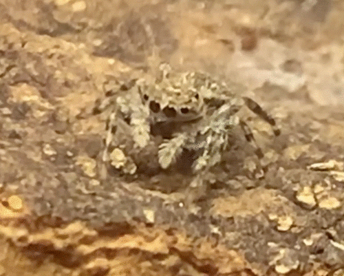 Tan Jumping Spider, Texas, US, photo 6 of 10