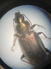 Agonum muelleri