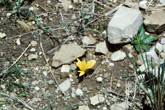 Alstroemeria pygmaea