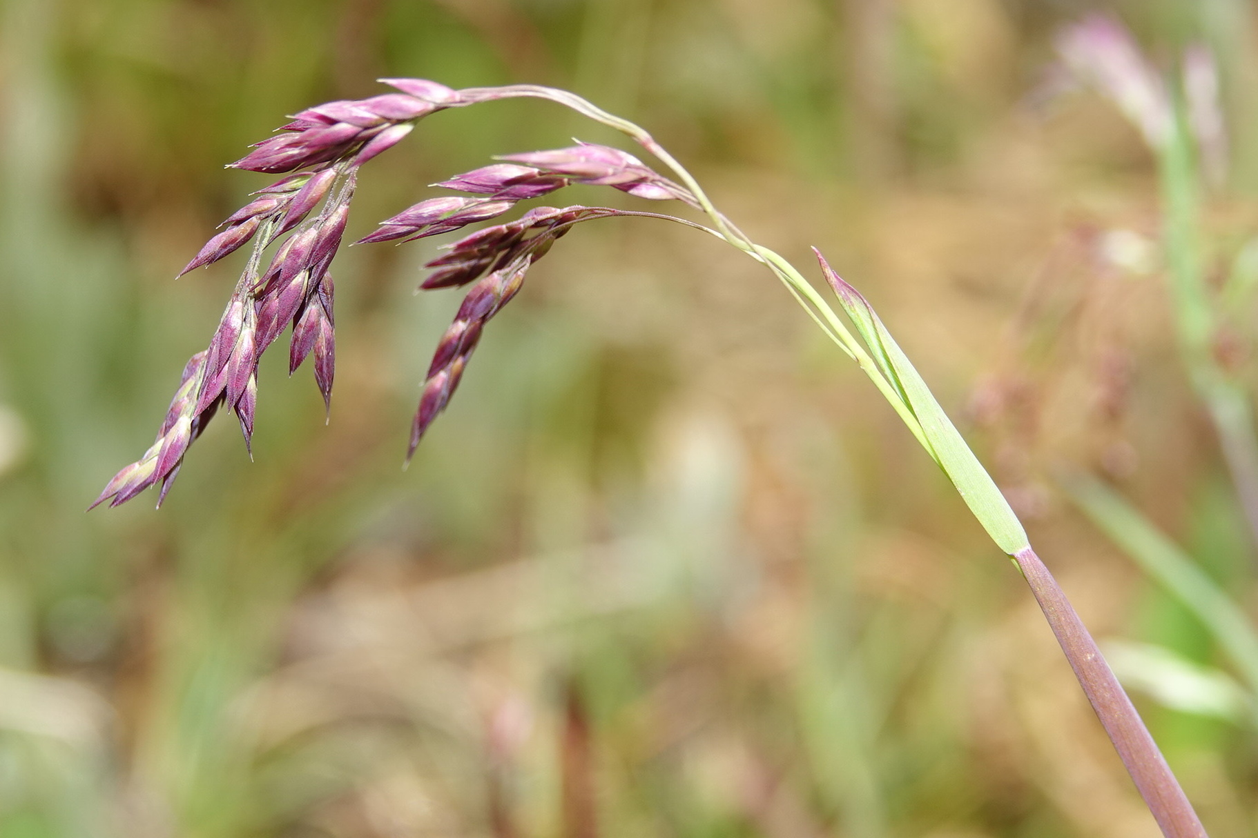 Vahlodea atropurpurea